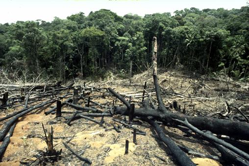 Ecologistas e ingenieros piden frenar los sectores que más deforestan y dar a los bosques "la importancia que tienen"
