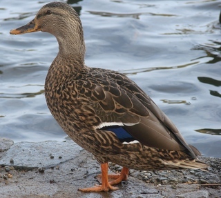Expertos de Terra Natura Murcia trasladan a siete polluelos de pato azulón a la clínica del parque
