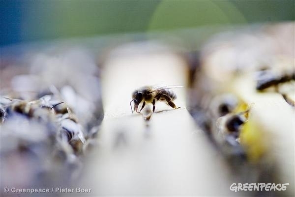 Una primavera sin abejas