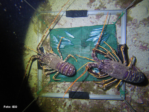 Las videograbaciones no sirven para monitorear la amplia gama de especies marinas