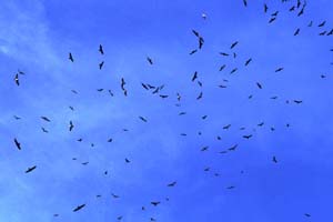 Junta inicia una nueva edición del Programa Migres para el seguimiento de aves migratorias hacia África