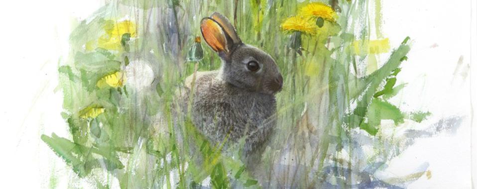 Todo sobre el proceso de domesticación de los conejos