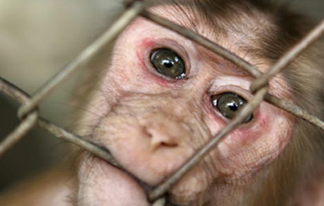 Igualdad Animal reclamará el domingo el fin de la experimentación científica en animales