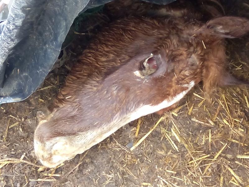 El maltratador reincidente de caballos de Menàrguens sigue actuando