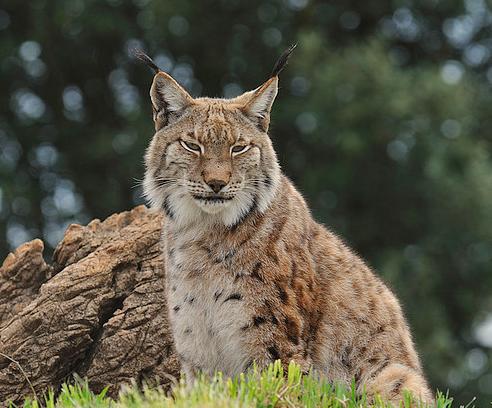 La Junta de Andalucía liberará a la hembra lince que ha parido en Guadalmellato junto con sus dos cachorros