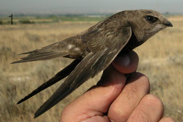 Capturado en Zaragoza un vencejo marcado con un geolocalizador en 2015