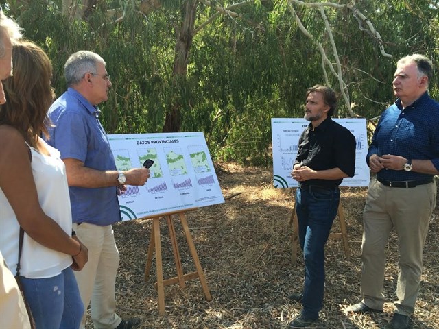 Andalucía. El buitre negro alcanza su segundo mayor nivel de reproducciones desde 1970