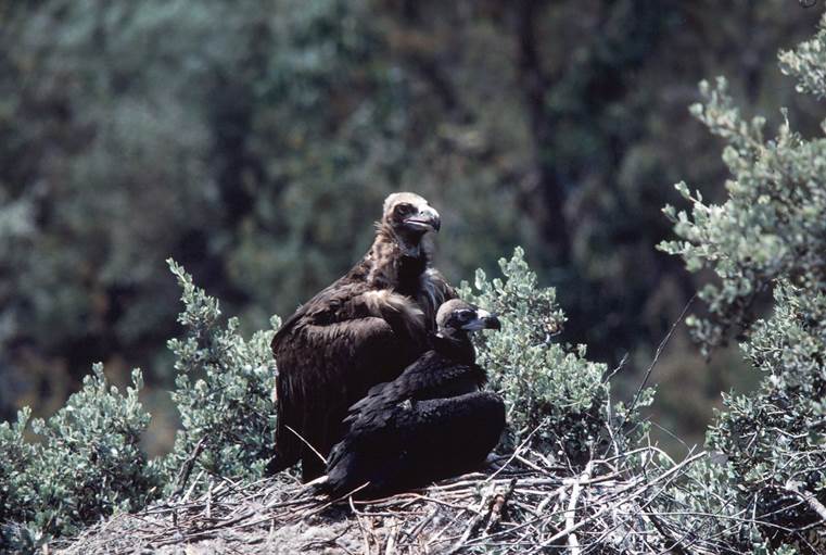 Los buitres ibéricos en la ‘cuerda floja’