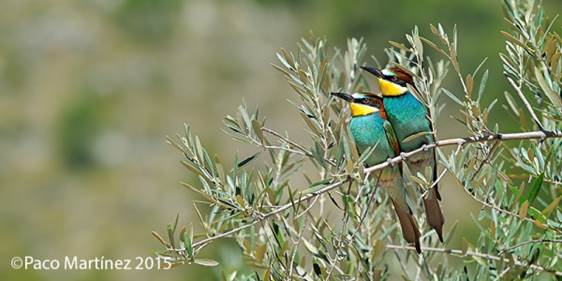 Proyecto Life+ Olivares Vivos