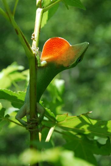 Secuencian por primera vez el genoma de un lagarto