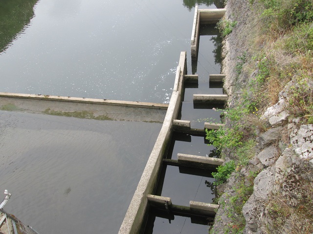 En el río Nalón no dejan que migren los peces