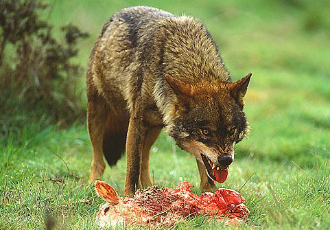 Prohibición de cazar lobo al sur del Duero