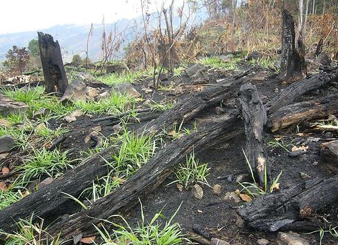 Expertos buscan frenar creciente deforestación