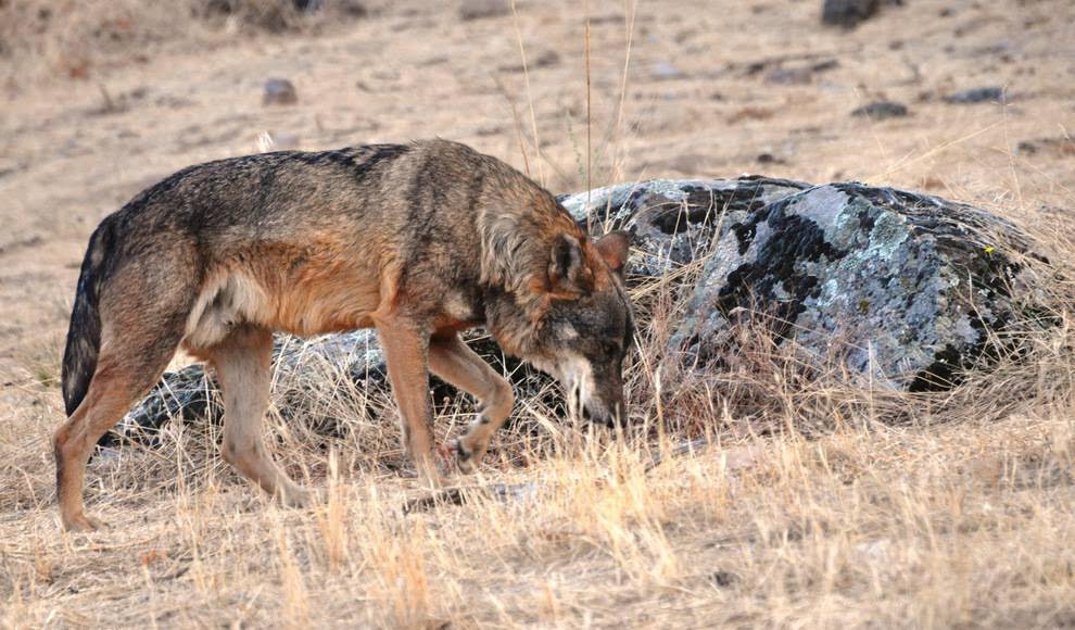 Castilla y León aborda en Bruselas la situación del lobo