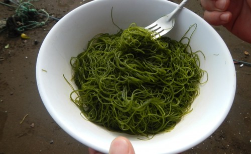 Investigadores promueven el uso de algas marinas como alimento