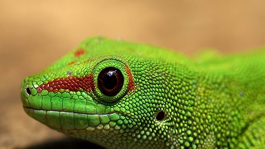 Desarticulan en Murcia una trama dedicada a la comercialización irregular de animales exóticos
