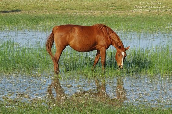 La yegua marismeña y la conservación de Doñana