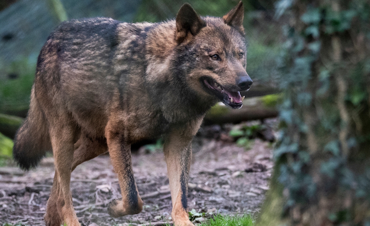 La coexistencia lobo - ganado es fundamental para ambos