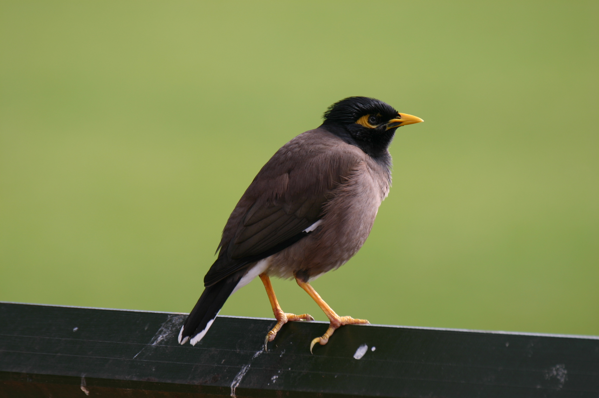 Las aves urbanitas son más valientes y exploradoras que las que viven en entornos naturales