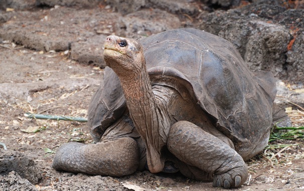 George podría volver del más allá