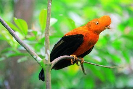 Dictamen del proyecto de ley forestal y de fauna silvestre