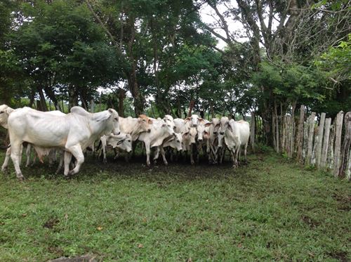 La antigua domesticación del ganado en África comenzó en Irak