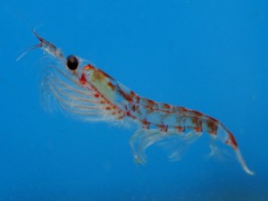 La vida marina antártica en riesgo debido a las cambiantes condiciones climáticas