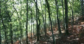 SOGAMA. Los bosques reclaman nuestra atención