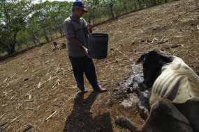 Ganaderos panameños se preparan para enfrentar pérdidas por sequía