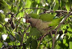 El 11% de las especies en Canarias son exóticas introducidas y suponen una amenaza a la biodiversidad