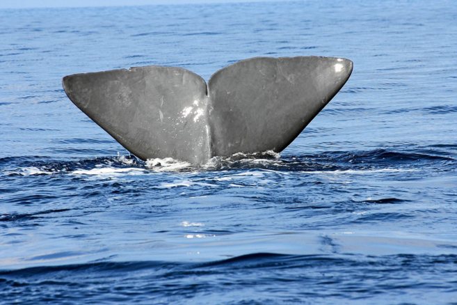 Sondeos realizados en época de migración de cetáceos en Canarias