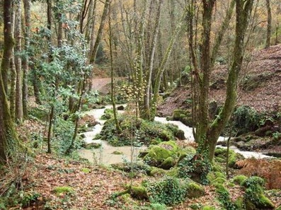 Futura Ley de Montes de Galicia