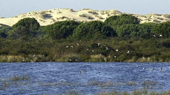 El acuífero de Doñana de ‘mal en peor’