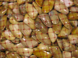 La Junta descarta el cierre temporal del caladero de coquina y el sector prepara movilizaciones