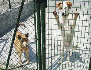 Una manifestación pedirá este sábado que no haya sacrificios en la perrera de Cuenca