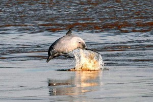 El delfín gris de Brasil en riesgo de extinción