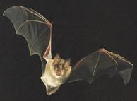 El reino de los murciélagos