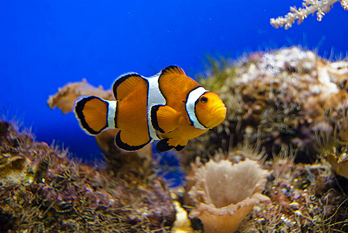 Oceana pide que la Ley de Medio Marino impulse la investigación y la conservación