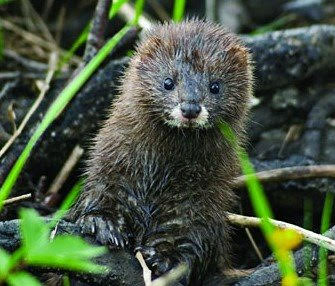 TODOS unidos para evitar la extinción del visón europeo