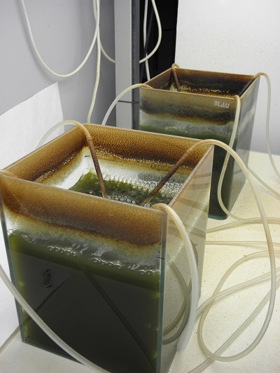 Una microalga ‘mágica’