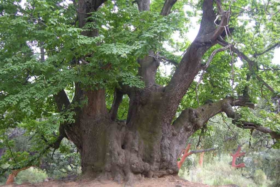 Más de 4.150 niños cántabros han apadrinado un árbol en el bosque Cantabria futura