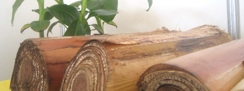 México. Transforman desechos de vástago en papel tapiz