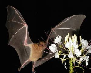 El murciélago magueyero sale de la lista de animales en peligro de extinción