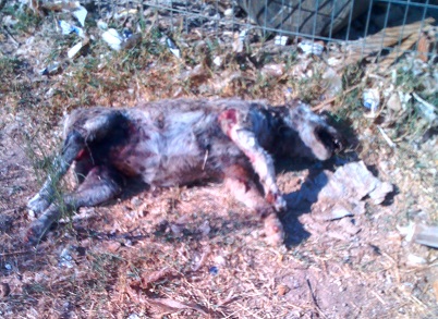 Cincuenta y dos perros maltratados hasta la ‘infamia en Villa del Prado