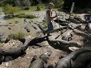 Unesco declares Everglades endangered site