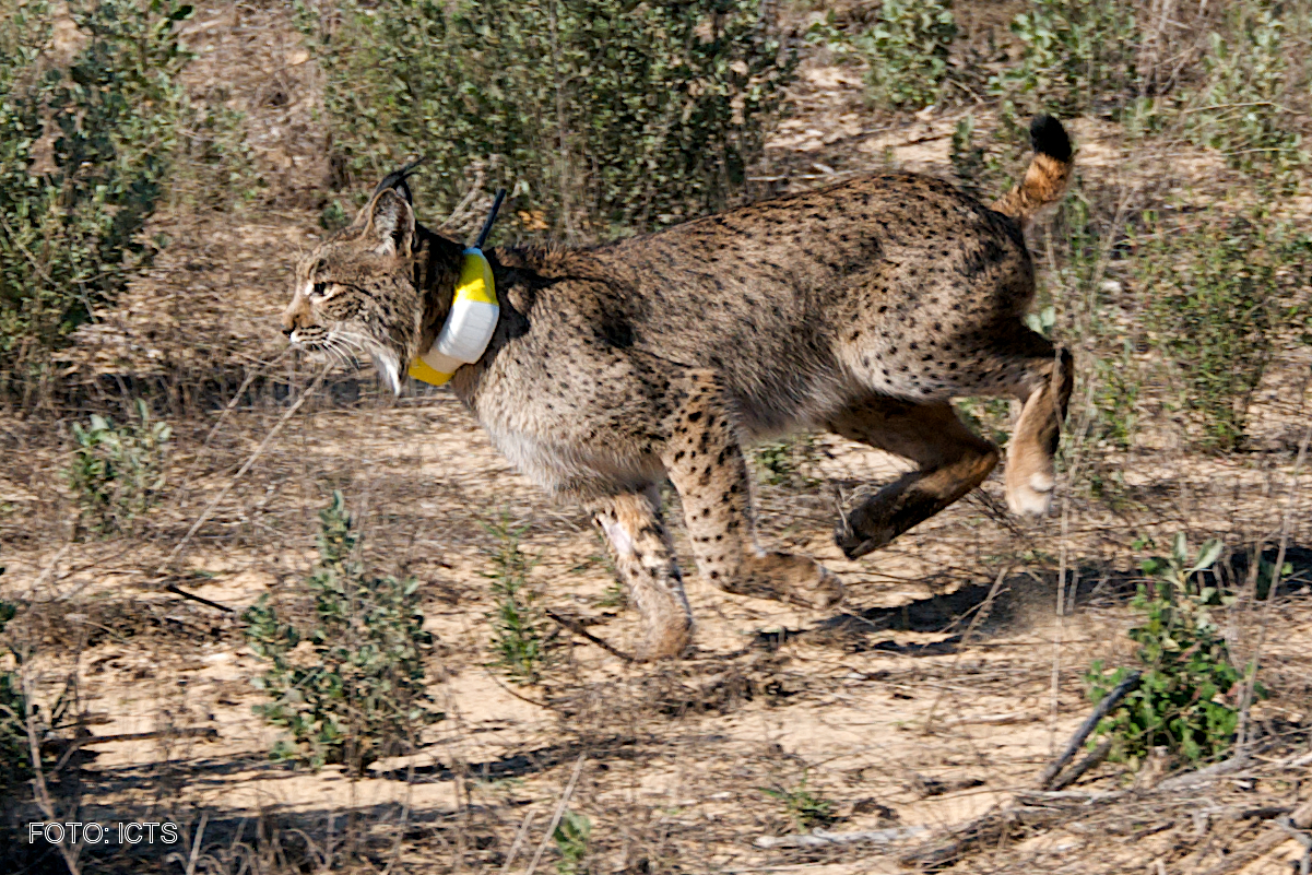 El lince ibérico posee un metabolismo híbrido de carnívoro y herbívoro