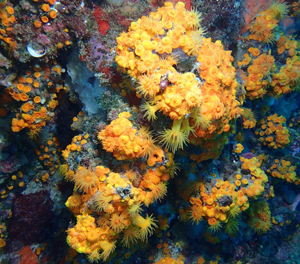 El buceo recreativo es ‘nefasto’ para el coral naranja de la costa tropical de Granada