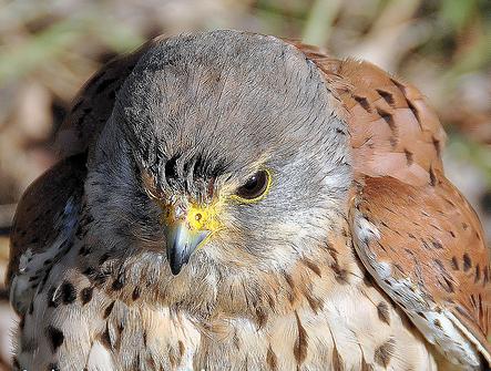 La Diputación Foral de Bizkaia celebra el año de la Biodiversidad con una exposición sobre la fauna ibérica