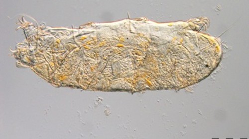 Los desconocidos ‘ositos de agua’