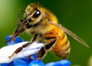Los enjambres de abejas no atacan… casi nunca